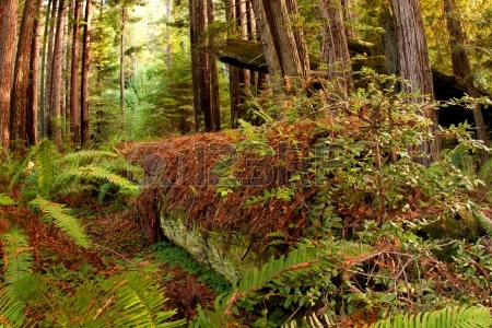 14983632-a-fallen-redwood-tree-sprouts-ferns-and-other-plant-life-as-it-slowly-decays-on-the-floor-of-a-north